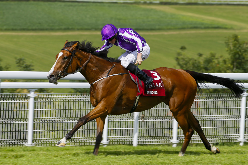 Image result for minding nassau stakes 2016