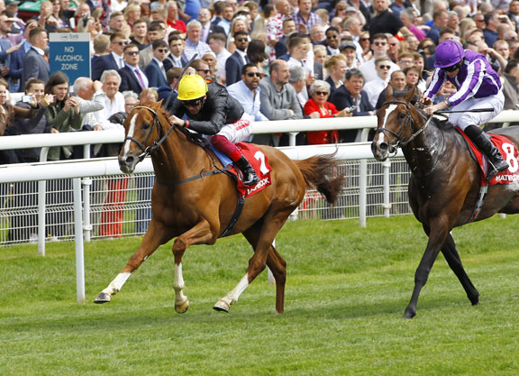 Stradivarius Rolls On In The Yorkshire Cup