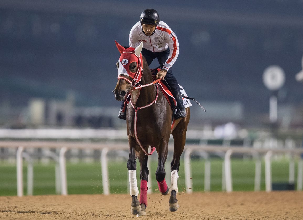 Will Eight Be Enough For Japan In Dubai World Cup?