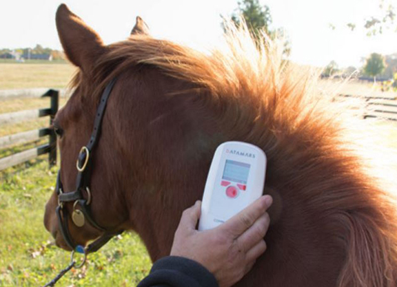 Horse Health: Microchipping a Superior Form of Identification