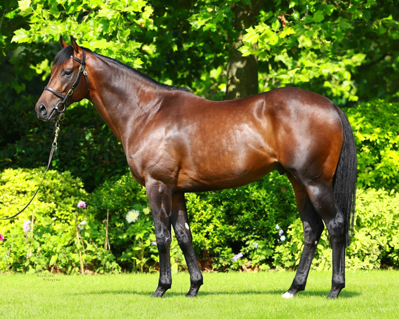 After brilliant start at stud, Muhaarar moves to Petit Tellier