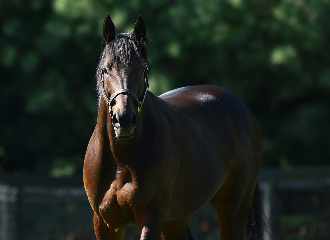 Pricey Uncle Mo Colt Among Japanese Debuters