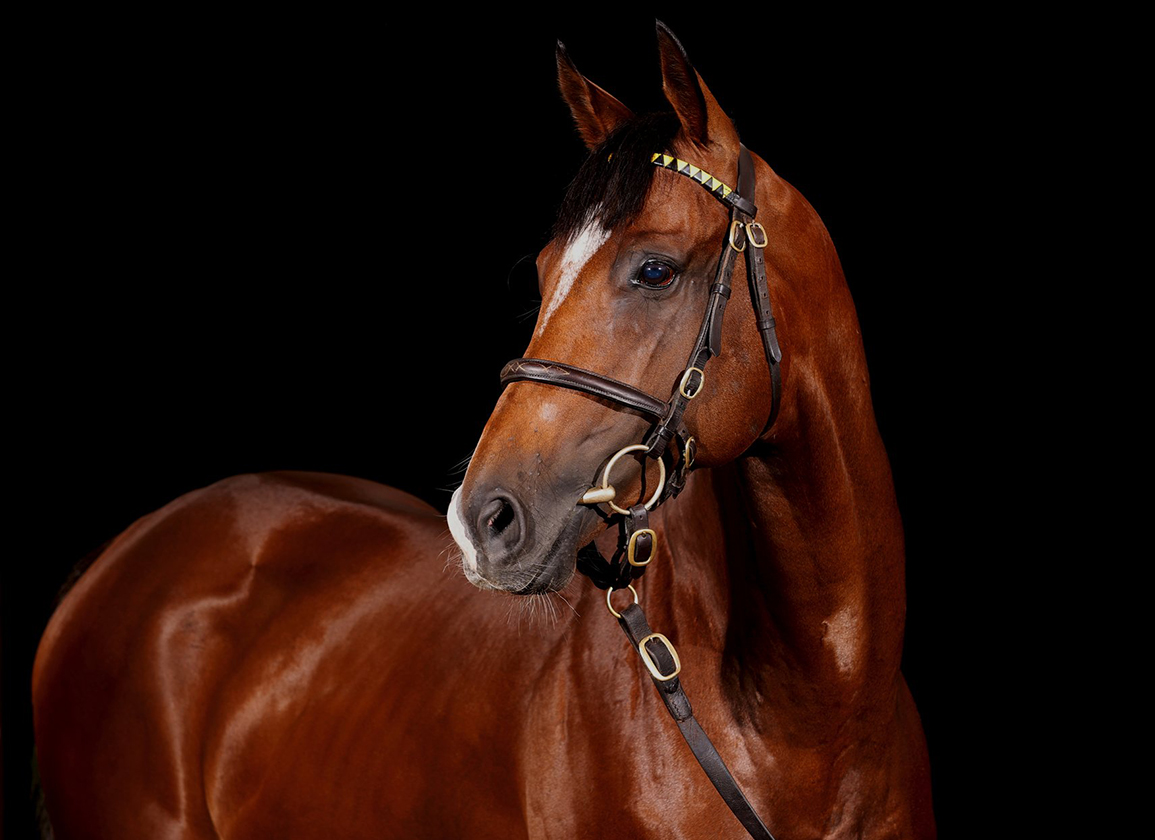 German Sire Ranks Bolstered By Power Of Three