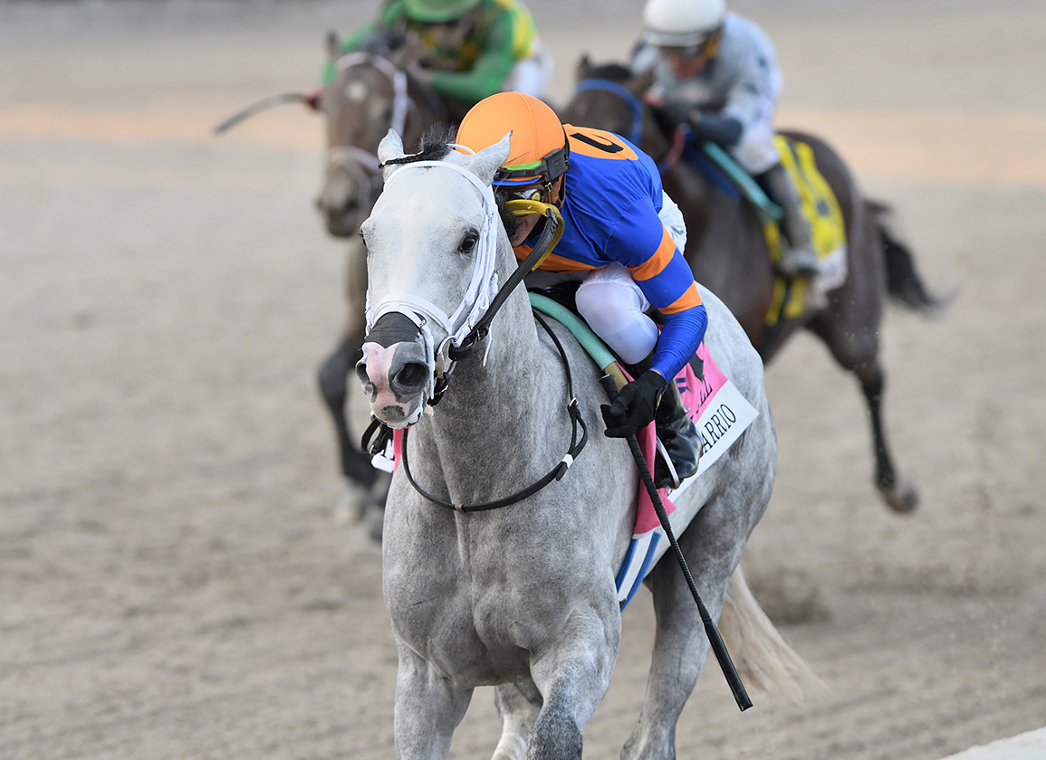 Florida Derby Likely Next for White Abarrio