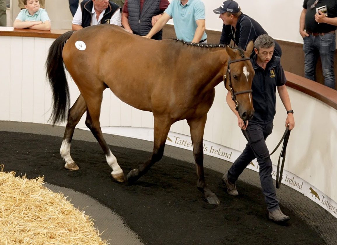 Strong Trade For Stores At Tattersalls Ireland