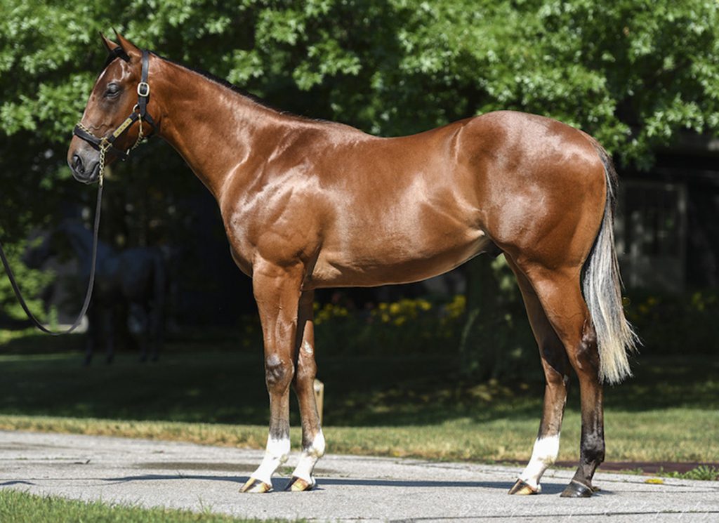 First-Crop Yearling Previews: Maximus Mischief