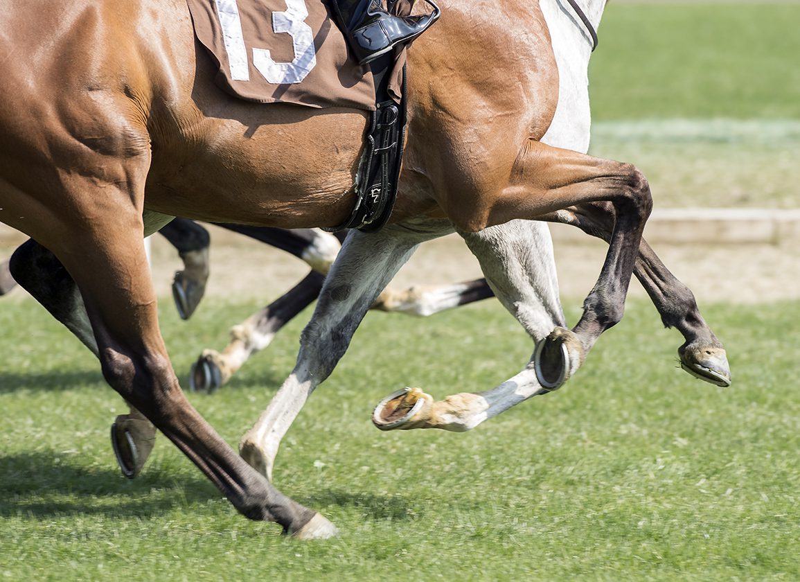 Badanie wpływu treningu na wytrzymałość kości u koni wyścigowych