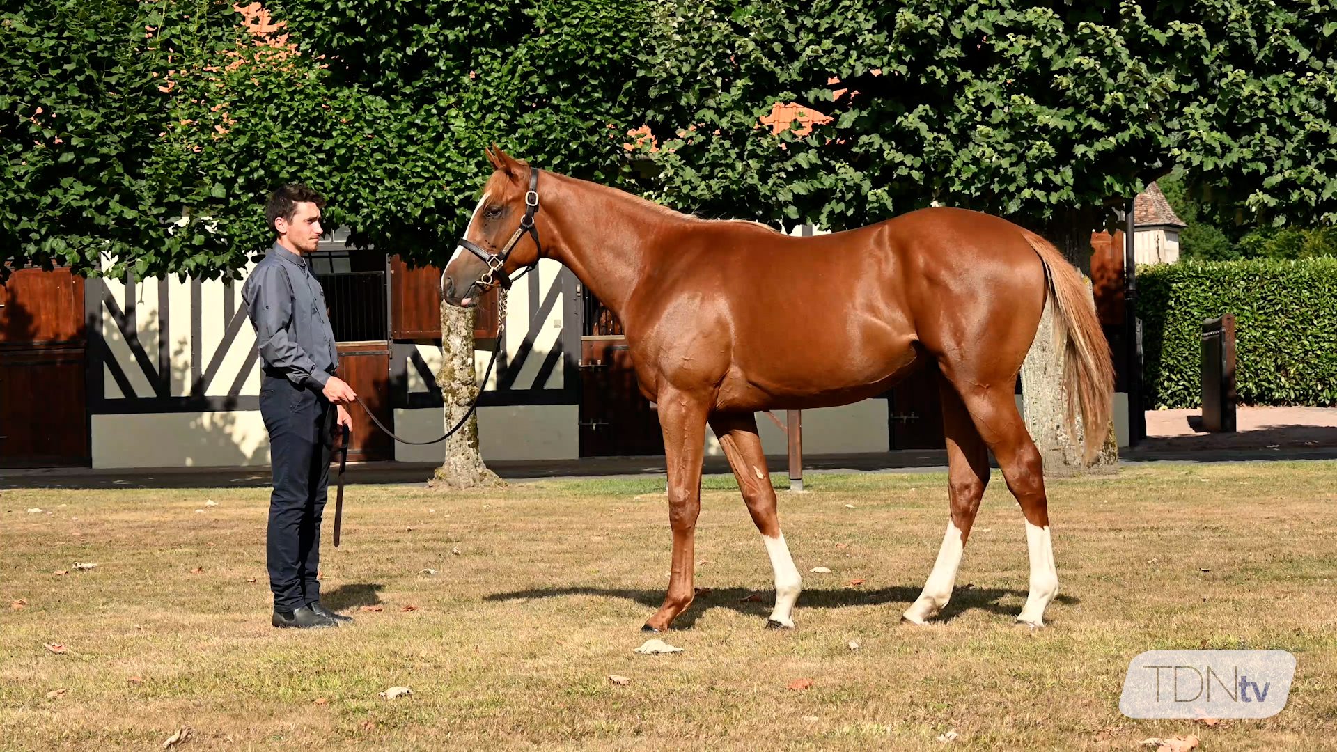 Full Brother to Sottsass on Sale at Arqana
