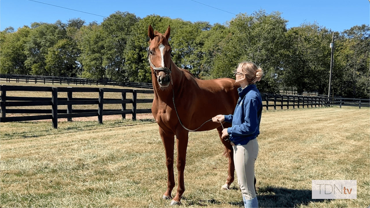 Vino Rosso's Full-Brother Makes Headlines for New Vocations