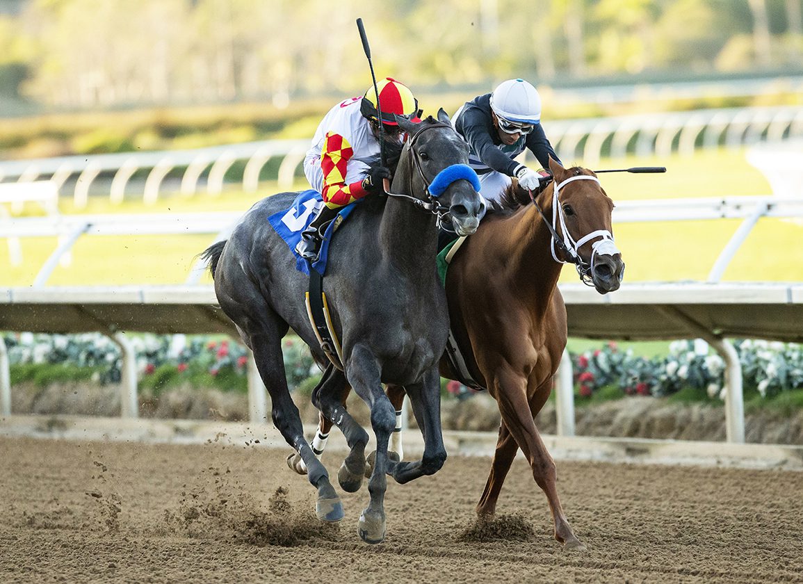 Fun to Dream Crowned CTBA Horse of the Year