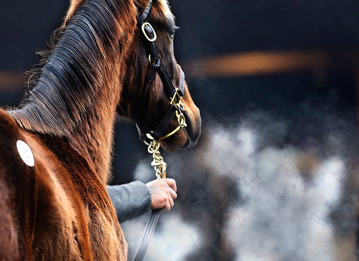 Keeneland Catalogs 1,401 to January Horses of All Ages Sale