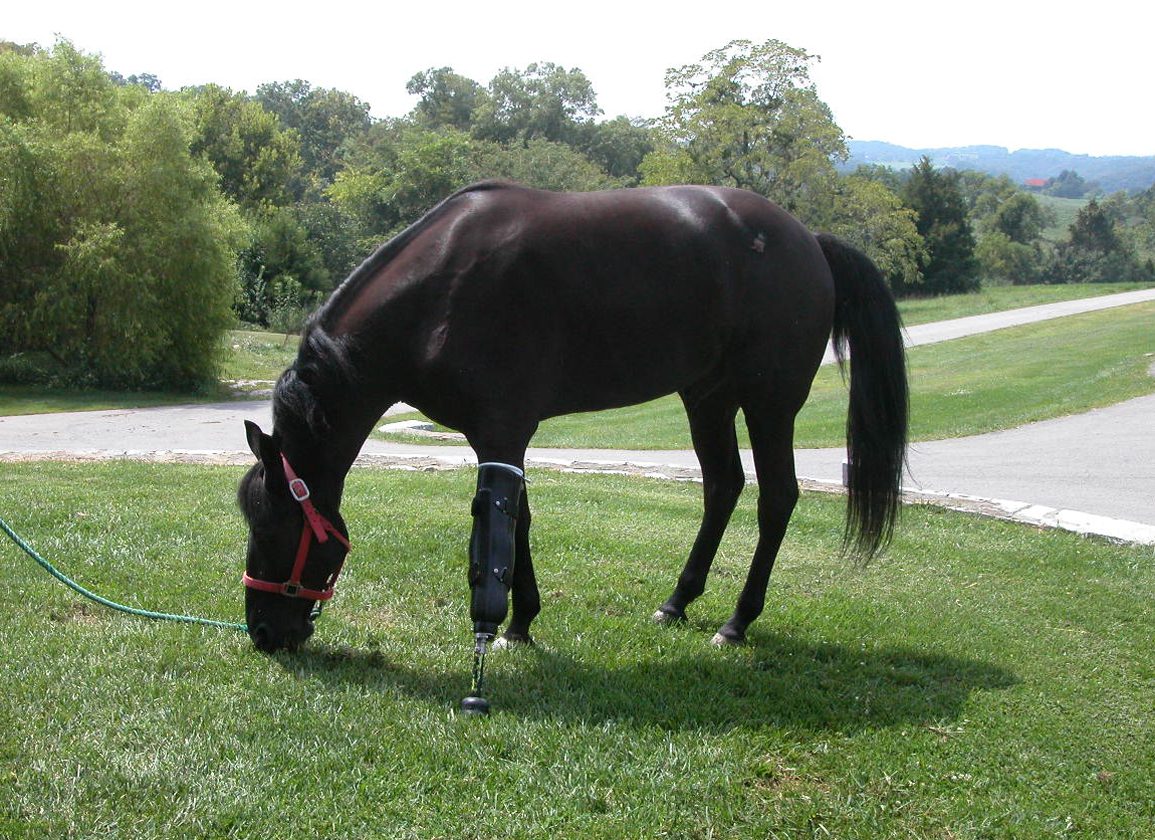 Equine Prosthetics: “There is life after the leg comes off”