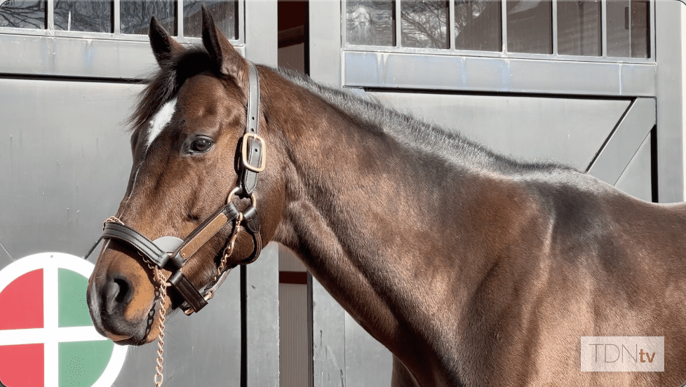 Classic Runner-Up Olympiad Attracts Breeders at Gainesway