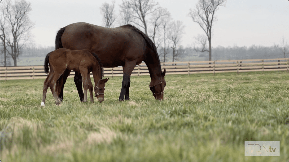 Visit champ Starship Jubilee and her foal at Blue Heaven Farm