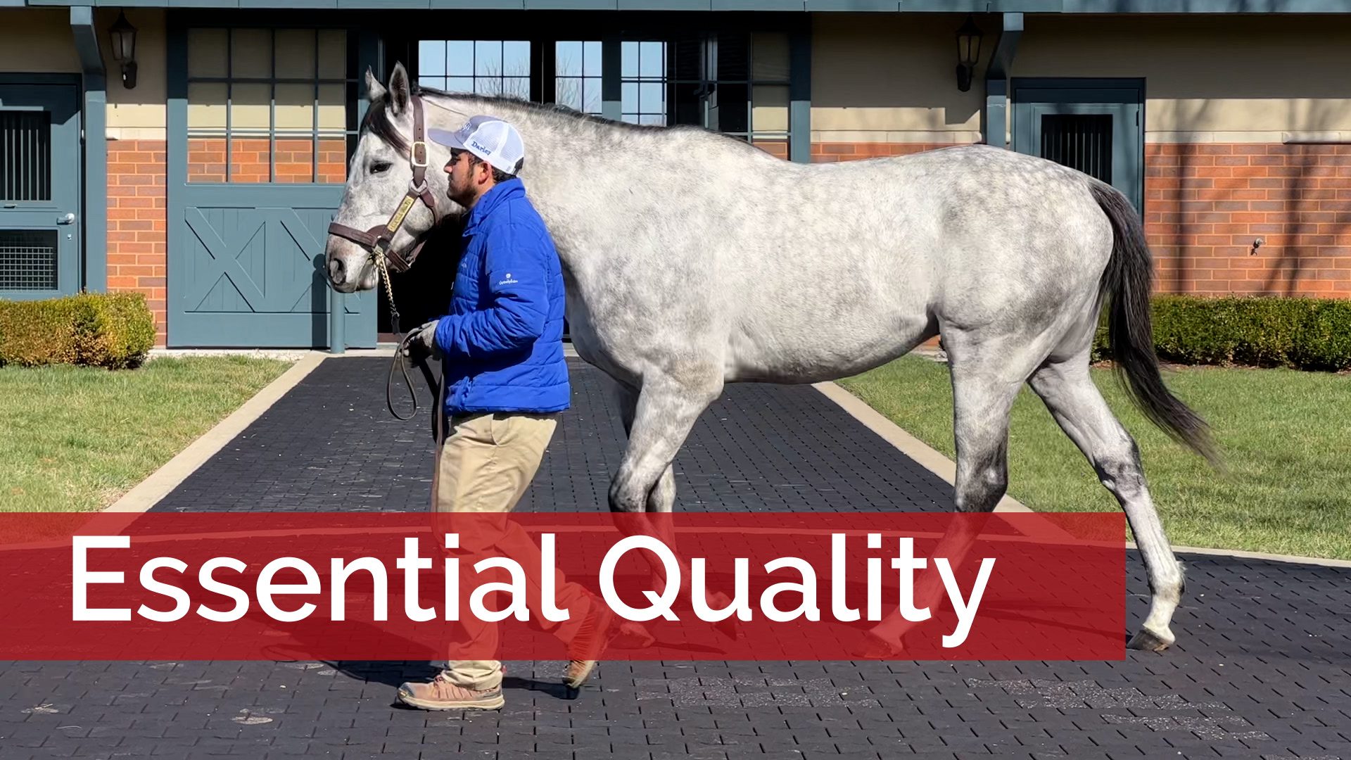 Essential Quality's First Foals Look the Part