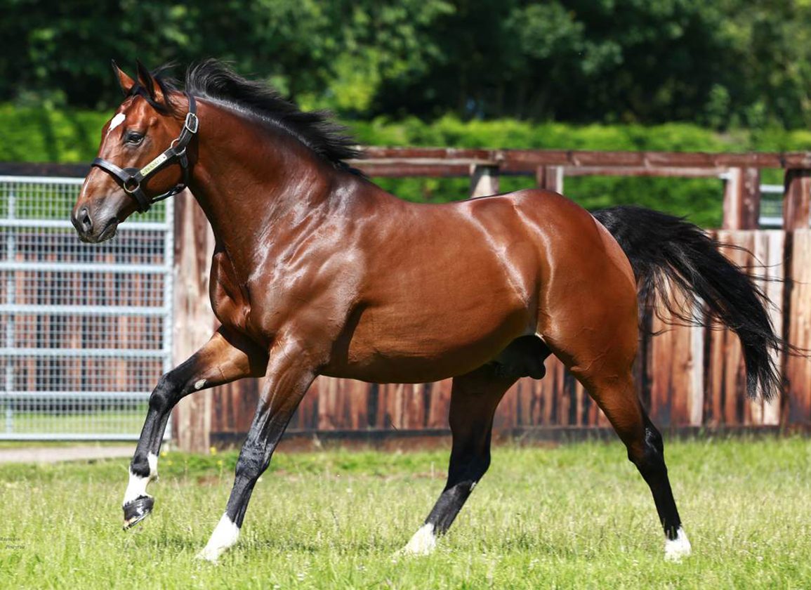 Frankel Son of Polydream Debuts at Chantilly