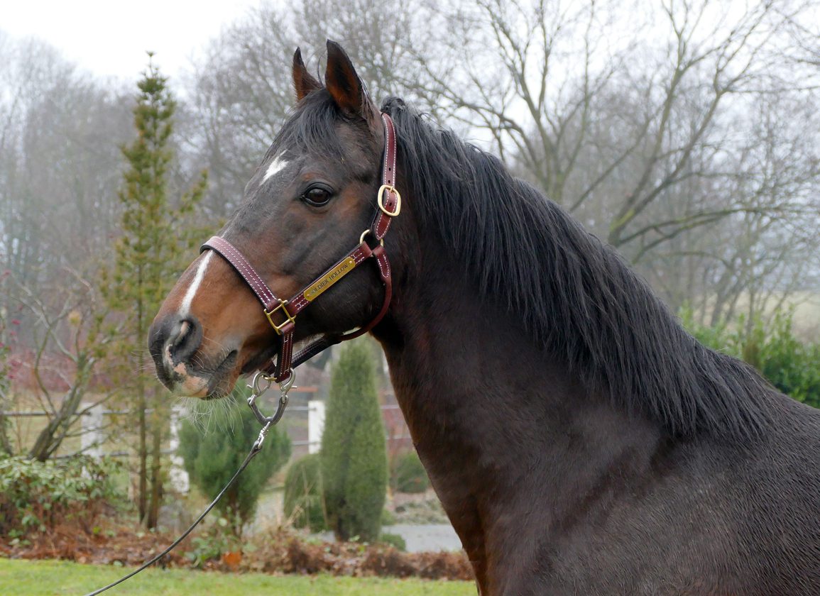 Three-Time German Champion Sire Soldier Hollow Dies at 24
