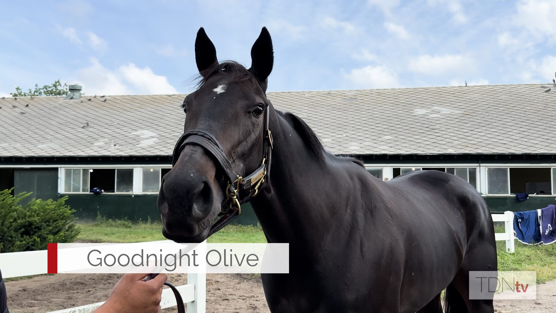 Goodnight Olive defies the odds in an award-winning career