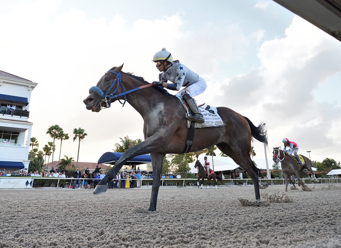 Florida Horse Of The Year Simplification Arrives At Pleasant Acres For Stud Duty