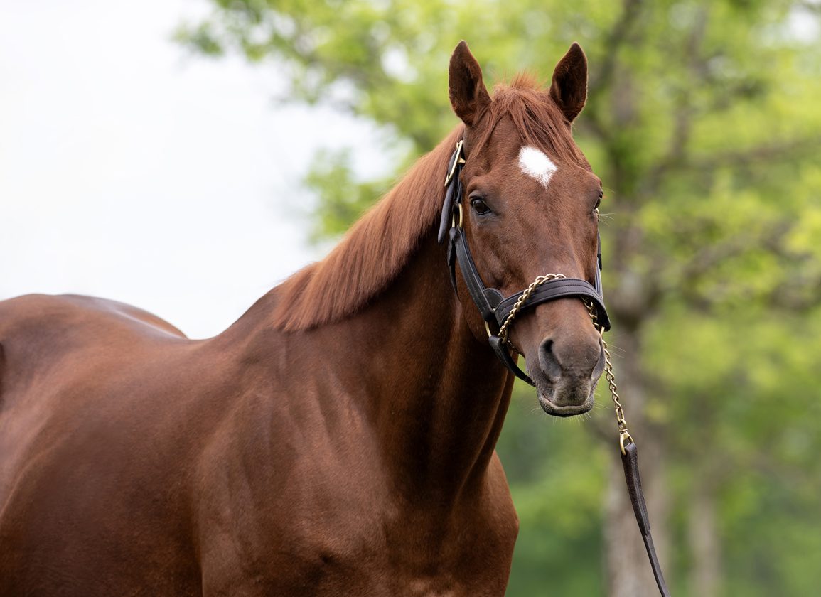 Sire Of Sires, WinStar Farm's Champion Speightstown Euthanized