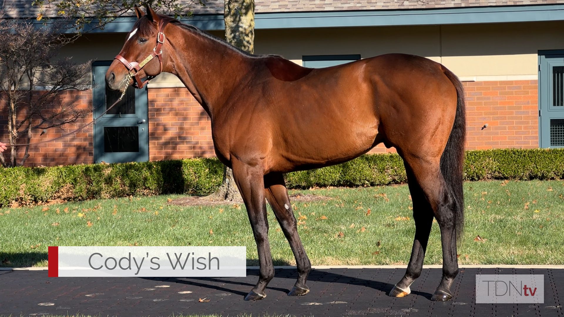 Cody's Wish and Proxy Join Darley Stallion Roster