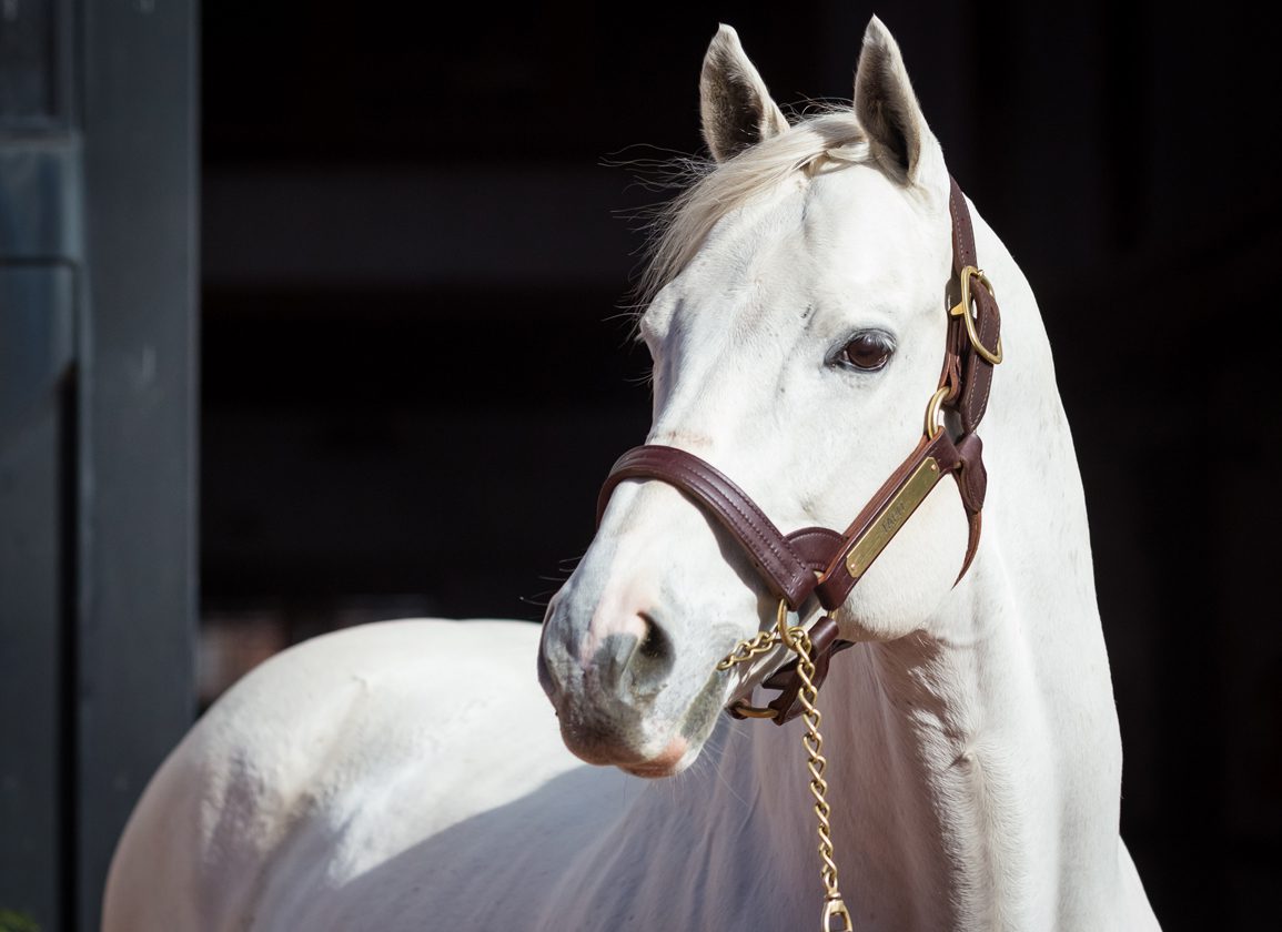 Sunday Insights: Well-Bred Son Of Tapit And Lady Take Charge Debuts At ...