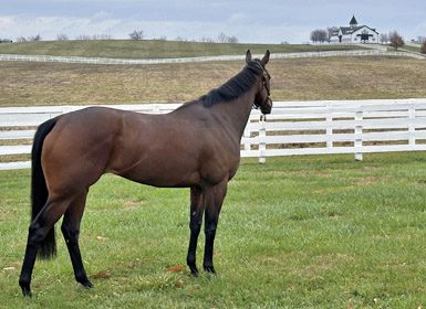 Mating Plans, presented by Spendthrift: Dixiana Farms