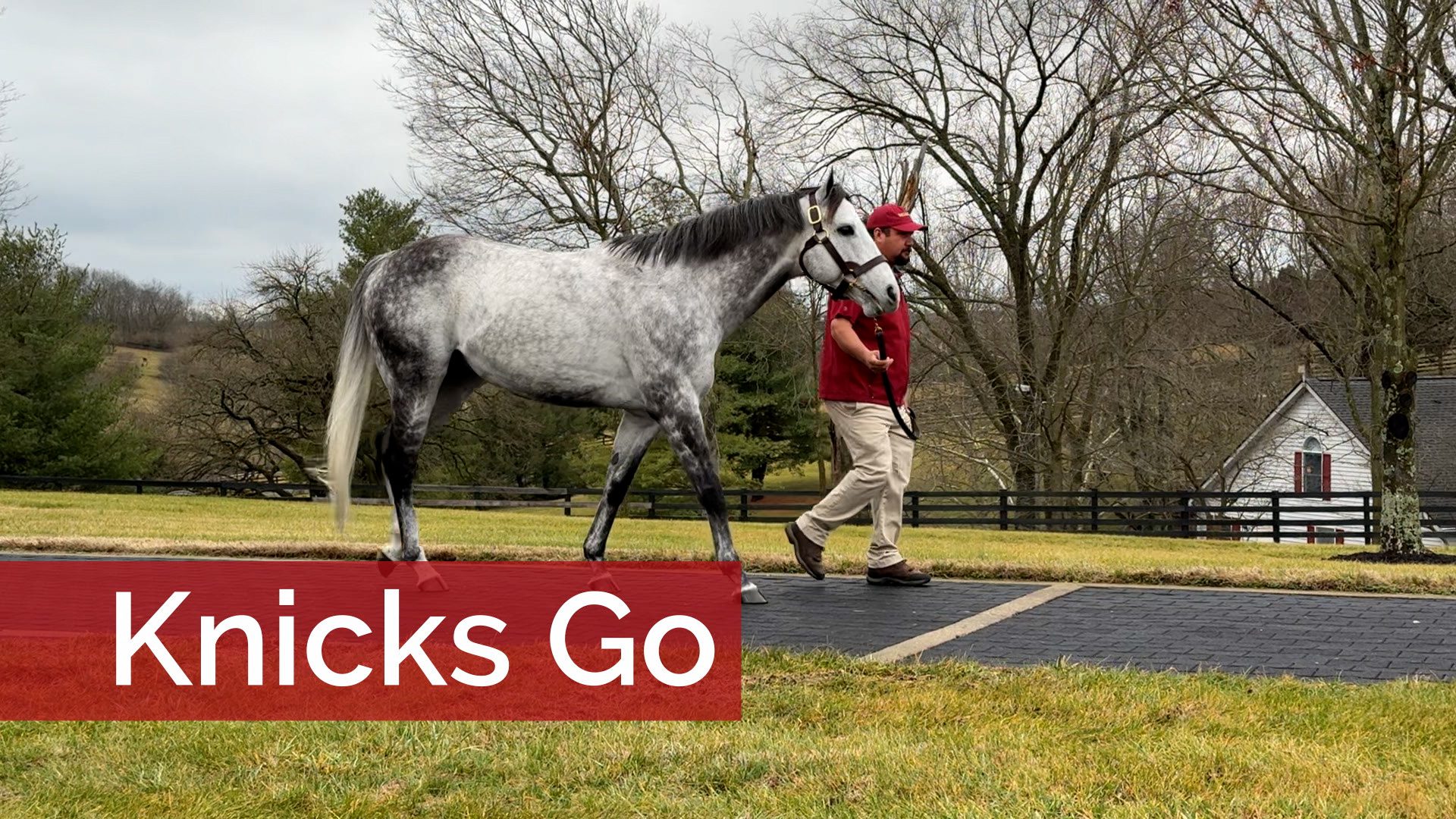 Horse of the Year's First Yearlings are Ready to 'Go'