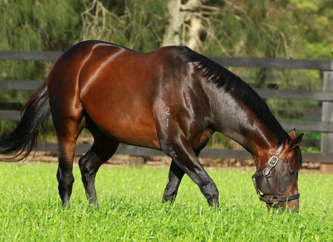 Champion Sire Fastnet Rock Pensioned At Coolmore Australia