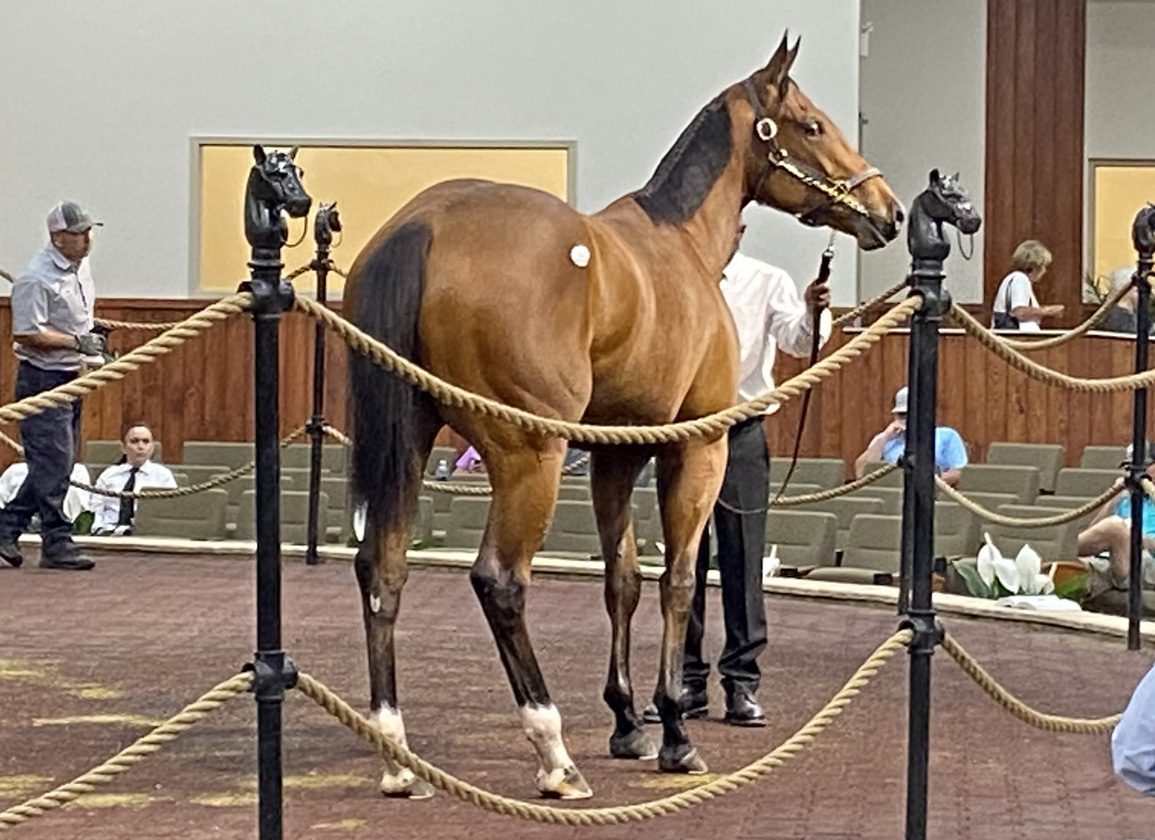 Tiz the Law Filly Brings $1.9M at OBS