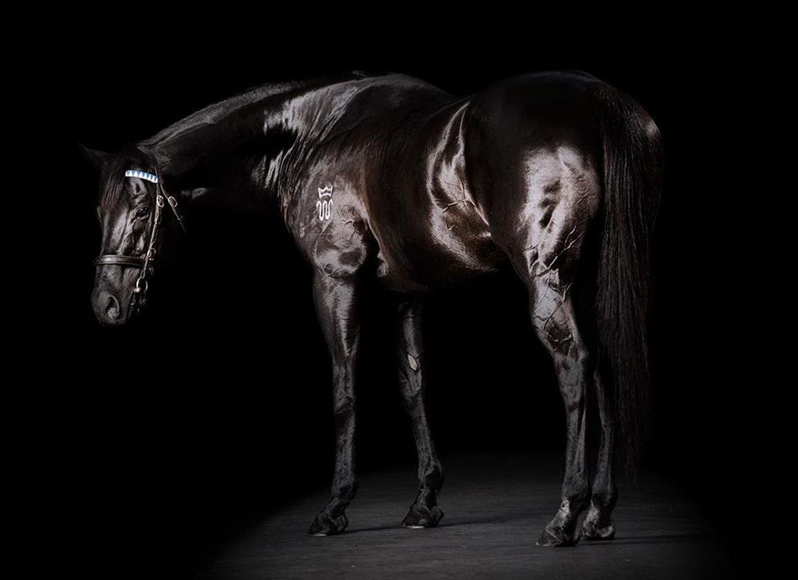 Australian Horse Of The Year And Champion Sire Lonhro Dies At 25