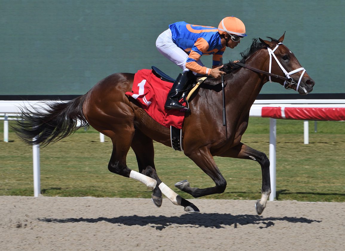 Regally Bred Quester Graduates First Time Long at Gulfstream