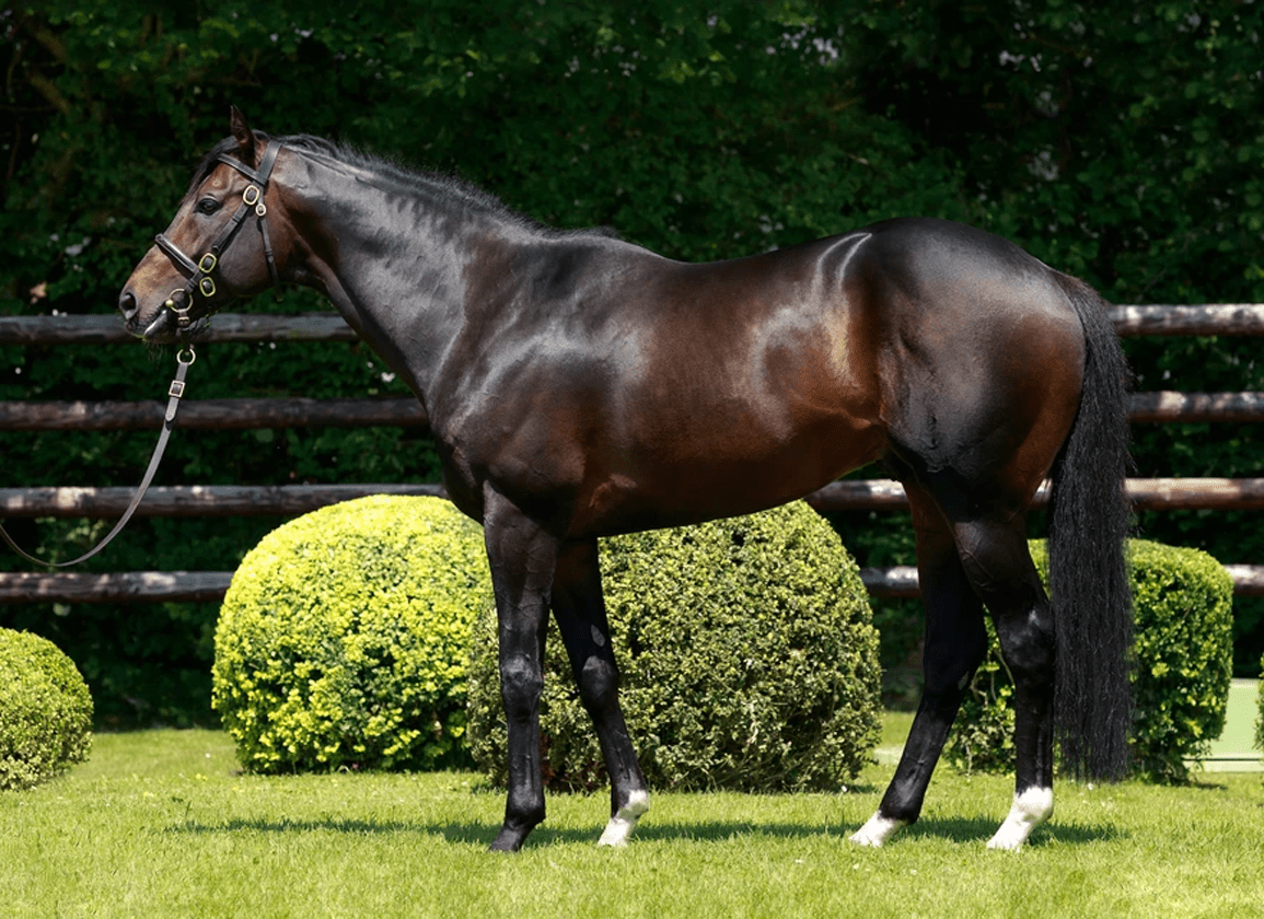 Freshman Sire Romanised Off The Mark at Tarbes