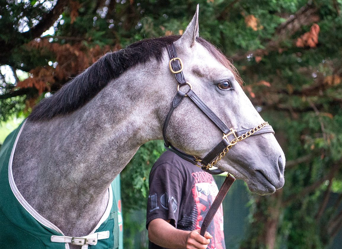 The Week In Review: Seize The Grey Won The Preakness; His Trainer's Glow Illuminates The Sport