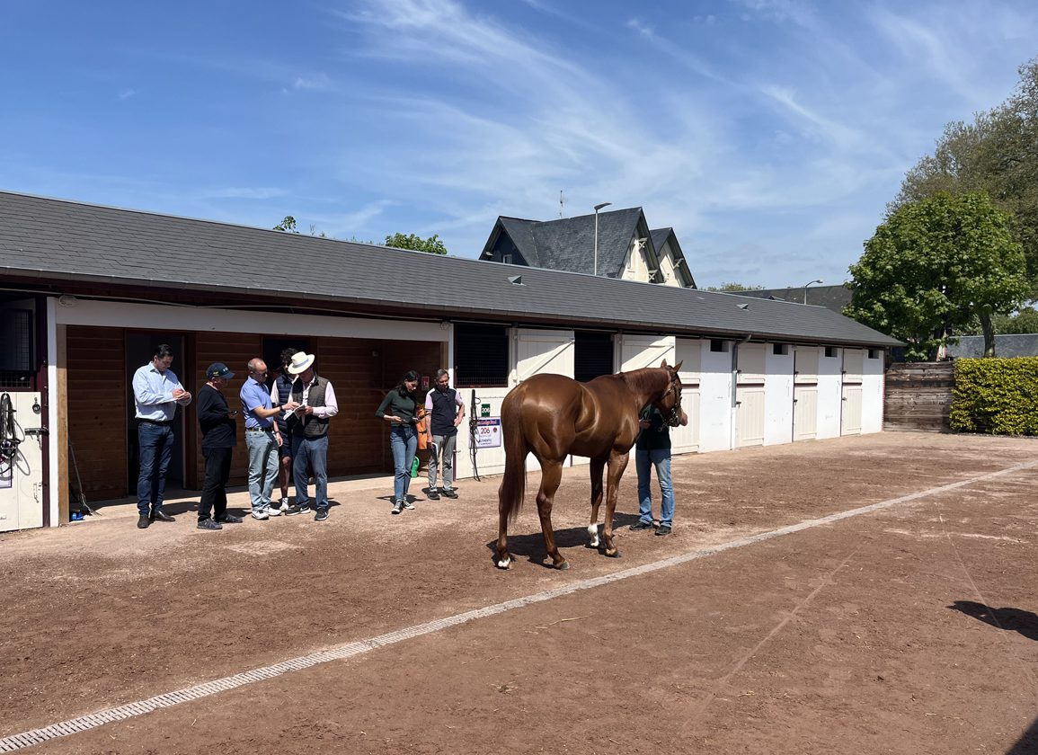 “I Can't Get Over The Standard Of Horse Here” – High Expectations For Arqana