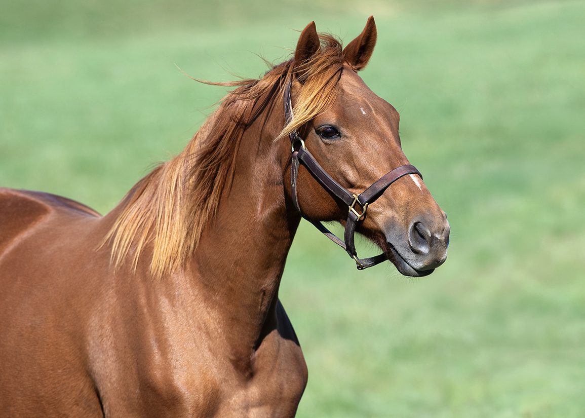 The Producers: Atomic Blonde, Dam of Preakness Winner Napoleon Solo
