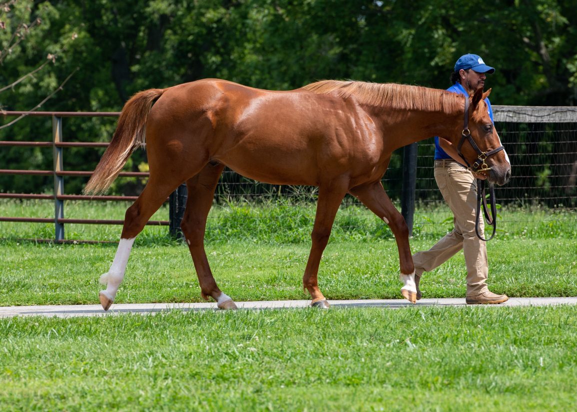 'We're Smitten': EGL-One to Offer Its First Saratoga Yearling