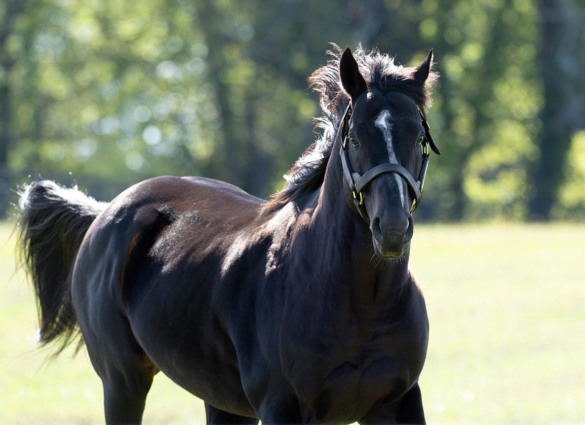 Breeding Digest: A Dream In Tatters
